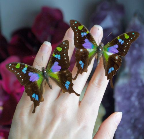 This purple spotted swallowtail is found only in the remote highlands of Papua New Guinea at elevati