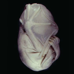 swansight:  Bat embryo. Very cute! 