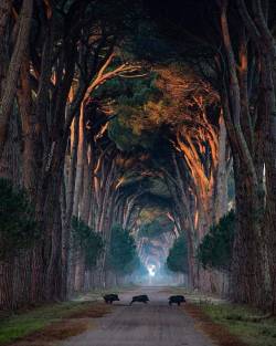 angel-kiyoss: Tunnel of trees in Italy.