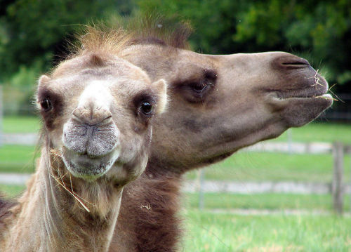 cool-critters:Bactrian camel (Camelus bactrianus)The Bactrian camel is a large, even-toed ungulate n