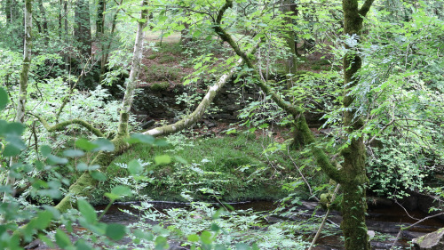 The Falls of Dochart and Iron Age Fort, Loch Lomond and Trossachs National Park, Scotland, 27.7.16. 
