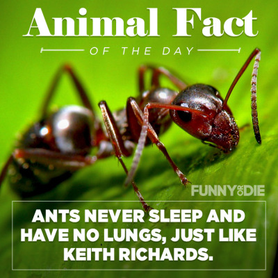 funnyordie:
“ Animal Fact of the Day
”