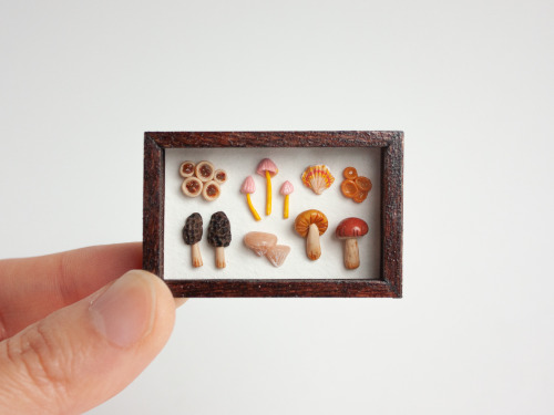 Another round of natural history miniature goodies :) I loved this theme & may revisit it in the