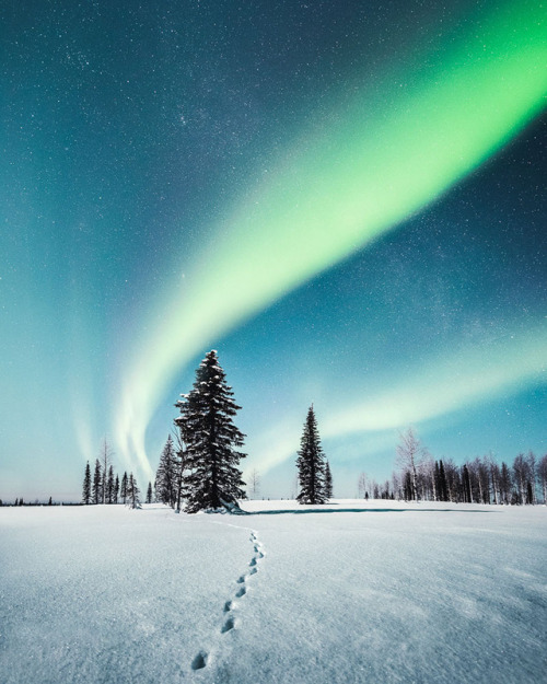 archatlas:   Shapes of Nature Trees surround us with their beauty in this set of photographs captured by Mikko Lagerstedt  in Finland.   