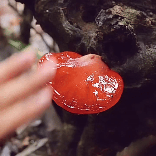 ID Credit: ShanASMR On 小红书