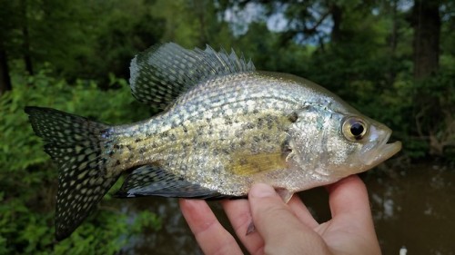 High water creek critters