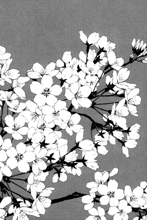 ┌ 胡-蝶-蘭 ┘