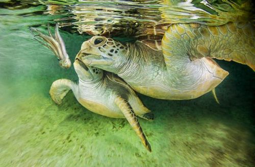 staceythinx:Photographer Christian Miller gets up close and personal with sea turtles.