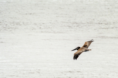 Brown PelicansPelecanus occidentalis californicusCalifornia