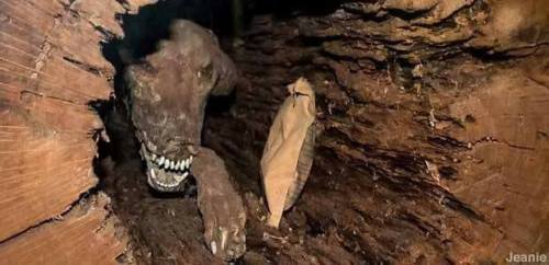 vultureshop: A mummified dog resting inside a hollow tree.  Apparently a lumberjack had stumble