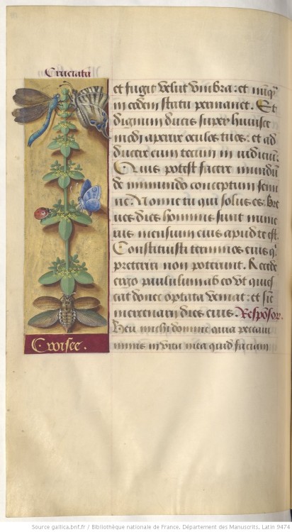 heaveninawildflower:Illuminated page with a botanical illustration.Taken from ‘Grandes Heures d'Anne