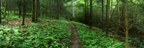 frolicingintheforest:  Ferns everywhere!! 