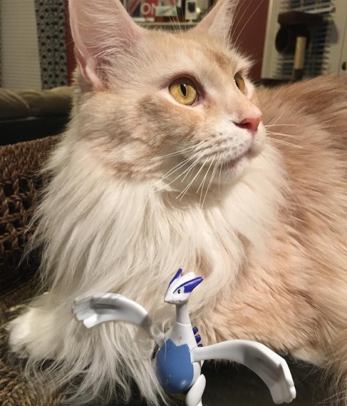 How many people caught lugia already? (I&rsquo;m 2 out of 7) #lugia #EinsteinTheMaineCoon #maine