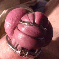 londonkink-100:  Mistress has her cock locked up tight. Straining and twitching inside the very small cage.