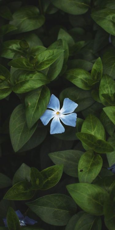 Flower, bloom, leaves, bright, blue flower, 1080x2160 wallpaper @wallpapersmug : http://bit.ly/2EBfd