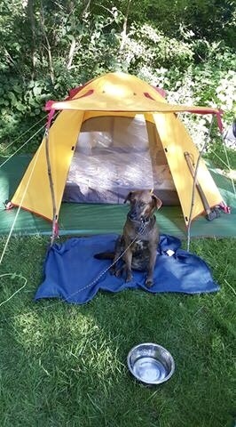 morganray311: chasingtrophywhitetails:   thatssogayman:   reddirtgirl95:   si3rra-xox:   carolina-viking:   russdom:   oldwarhorse1775:   moosemarine:   downhomebrunette:  red-faced-wolf:   Reblog this with a picture of your dog       Bonus with my uncles
