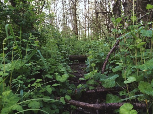 sunnyglimpses: Willamette River Park in Corvallis, Oregon