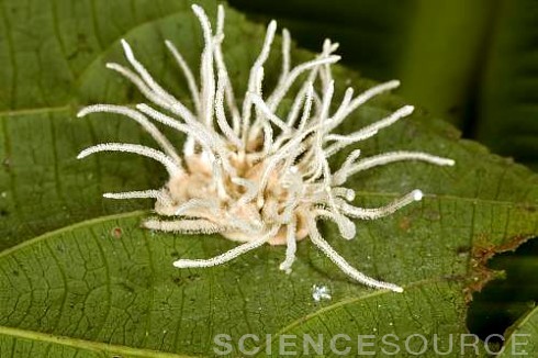 sciencesourceimages - Beware The Zombie Maker!The insects above...