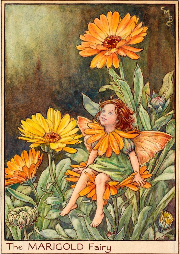 art-from-me-to-you:Cicely Mary Barker, Fairies of the Garden