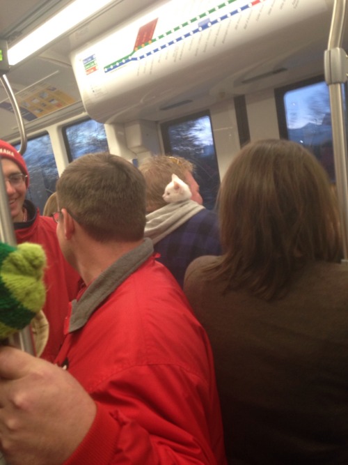 ohmysloth: This little guy popped out of a guy’s hood on the lightrail :3