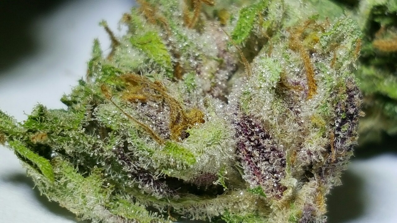 indica-lungs:  Game Changer; Frosty, colorful, and smells like Hawaiian Punch. What’s
