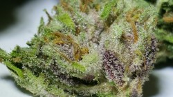 indica-lungs:  Game Changer; Frosty, colorful, and smells like Hawaiian Punch. What’s not to love?