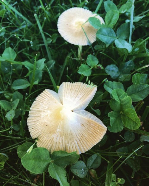 #mushrooms #fungi #heyimafungi #nature #naturelover #michigan #mi #walking #annarbor