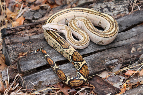 Sunburst - Super Stripe (Boa imperator)I love this girl, she reminds me so much of her mom in these.