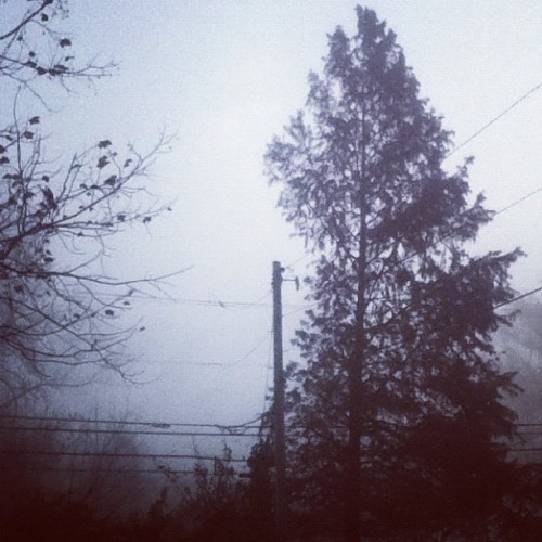 Beautiful Foggy Morning By The Woods.
