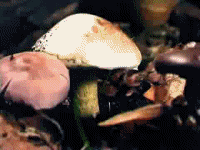 Shroomin' Pod Person