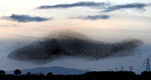 natvrist:staceythinx:Photographer Owen Humphreys captured these images of starling murmurations near