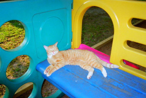 nostalgicfun:Cat in a playhouse, 2001