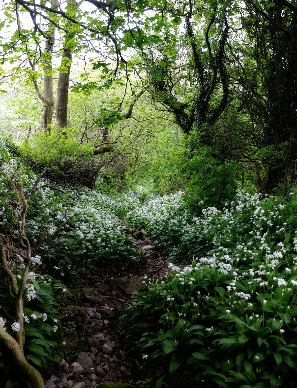 blacksmithseye:  blacksmithseye:  Garlic lane, a feast for the eyes, the nose and