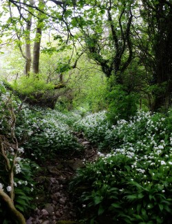 blacksmithseye:  Garlic lane, a feast for the eyes, the nose and the mouth. It’s a shame I couldn’t record the bird song…