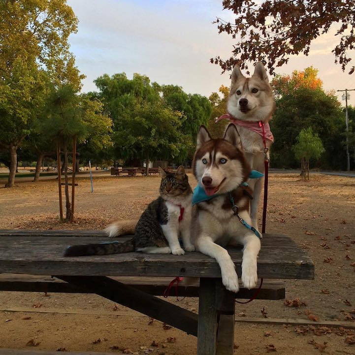 bobbycaputo:    Three Huskies Are Inseparable Best Friends with a Dying Kitten They