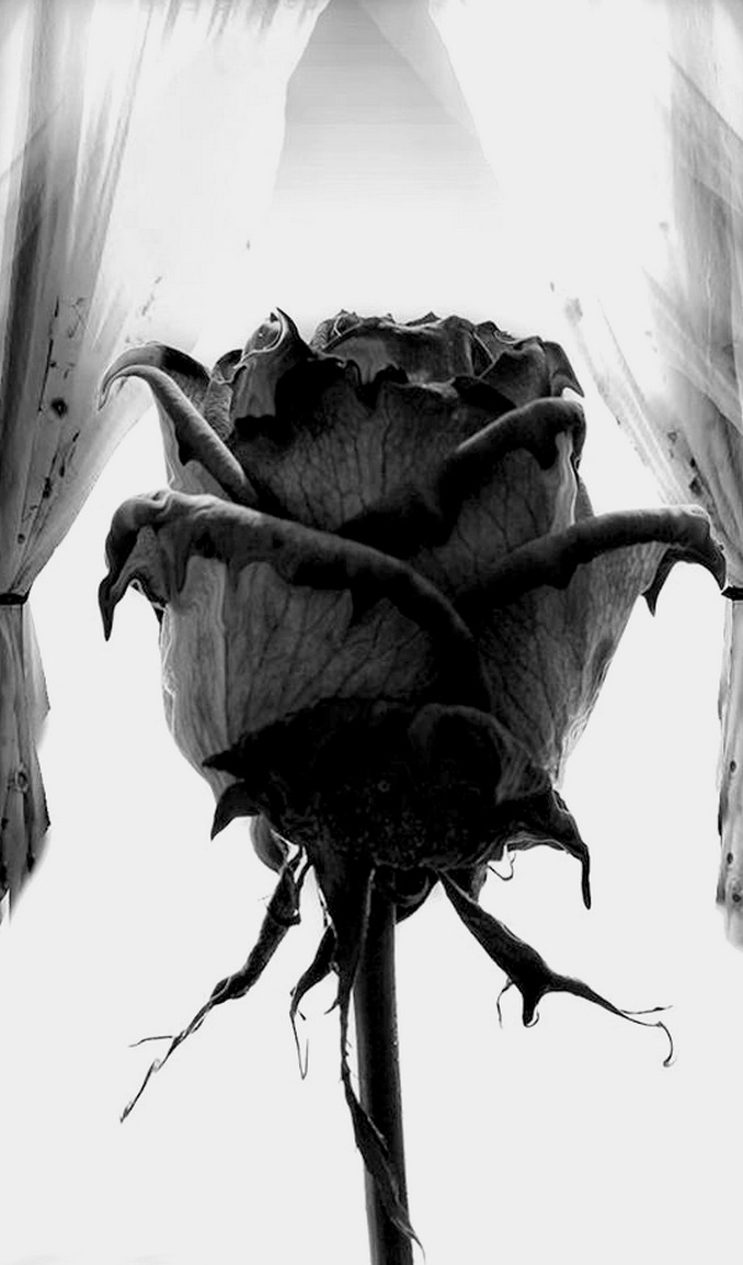 spells-of-life:  ┊┊┊┊┊┊┊☆┊┊♥┊εїз ★·.·´¯`·.·★