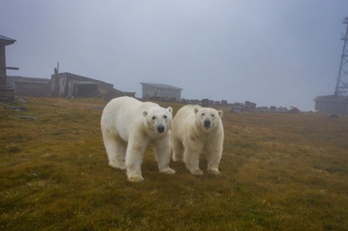 rizsilemming:escapekit:Polar bear Station Russian-based wildlife photographer Dmitry Kokh ventured to an abandoned meteorological station on Kolyuchin Island, where polar bears have taken over the station. @medvusz @pictures-of-dogs 