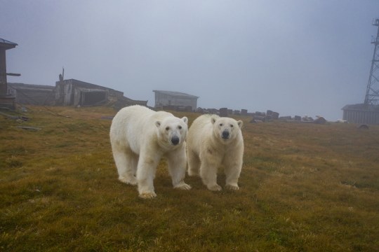 rizsilemming:escapekit:Polar bear Station Russian-based wildlife photographer Dmitry