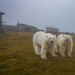 rizsilemming:escapekit:Polar bear Station Russian-based wildlife photographer Dmitry Kokh ventured to an abandoned meteorological station on Kolyuchin Island, where polar bears have taken over the station. @medvusz @pictures-of-dogs 