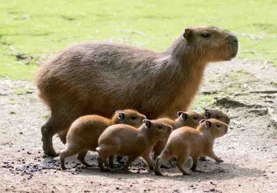 a sleek, dark brown capybara, facing left. standing against a background of short green grass