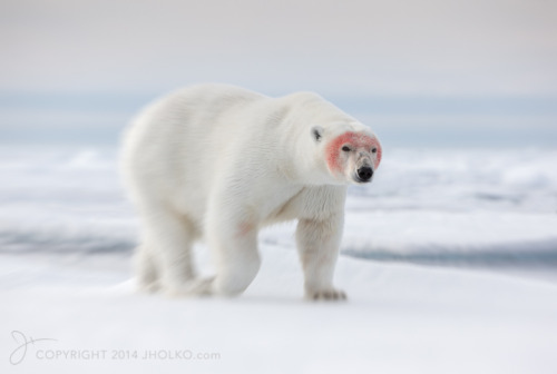 On the Move! And headed for an evening swim at the edge of the permanent pack ice under the midnight