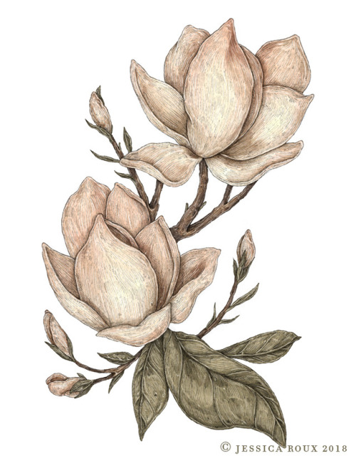 Three floral illustrations for Intercom! Each saucer magnolia grows larger to explore the theme of “