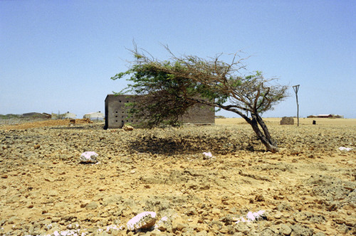 Punta gallinas, Guajira, Colombia. August 2014