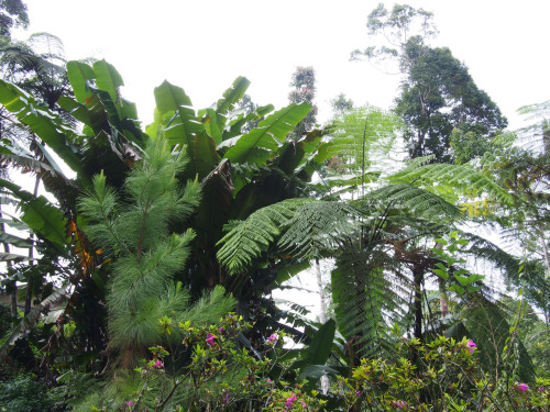 maeblr: Rainforest vibes are amazing.  The weather is cool in humid Malaysia & there was a surp