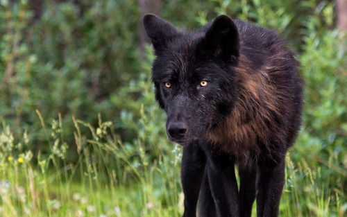 wolveswolves:  Mackenzie valley wolf (Canis lupus occidentalis)Source