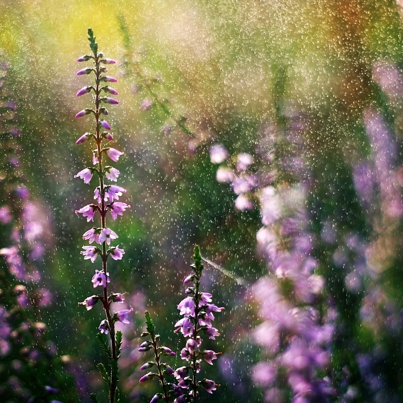 floralls:    by Justine1985   
