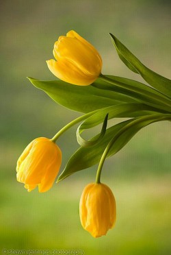 mennyfox55:  Tulipanes   .