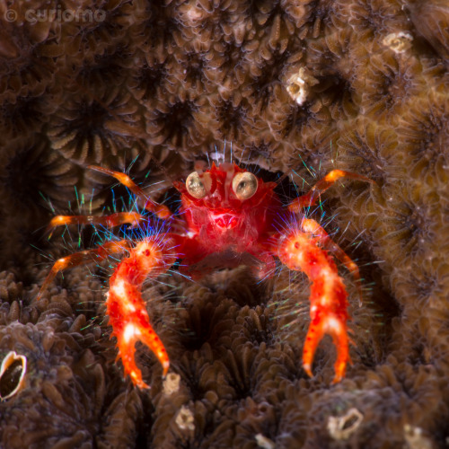 scuba - My name is Olivar’s Squat Lobster and I come with Golden...