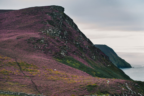 mysterious-mind-dreams: Isle of Man Purple Heather Blom by  Mikael Buck