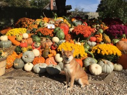 happygoriley:  Pumpkinpalooza! 🎃 - HappyGoRiley